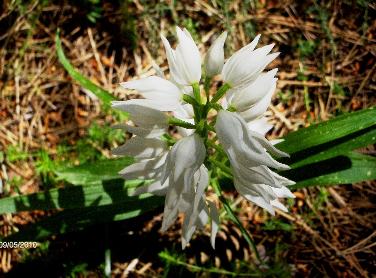 Cephalanthera longifolia ..in erba!!